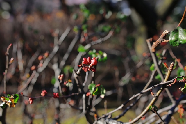 5D3_5096_2048x1365_補正済.jpg