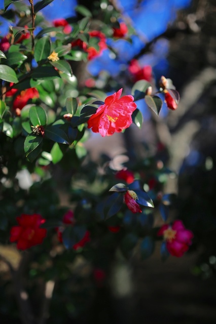 5D3_5107_2048x1365_補正済.jpg
