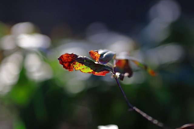 5D3_5142_2048x1365_補正済.jpg