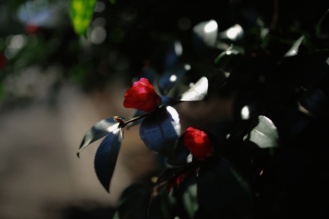 5D3_5458_2048x1365_補正済.jpg