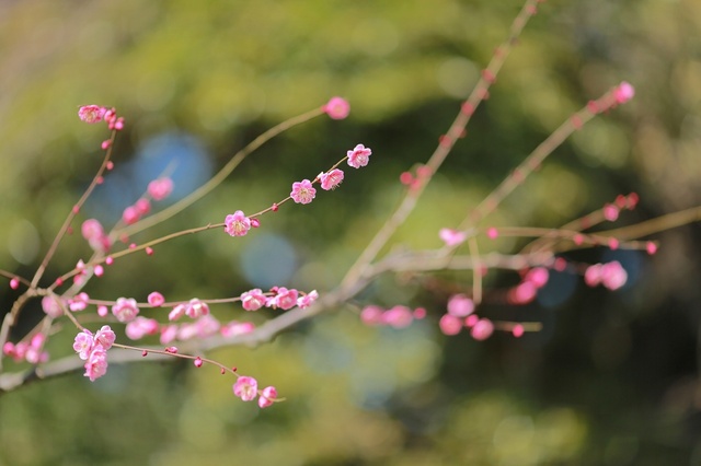5D3_5588_2048x1365_補正済.jpg