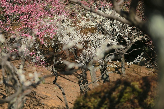 5D3_5595_2048x1365_補正済.jpg