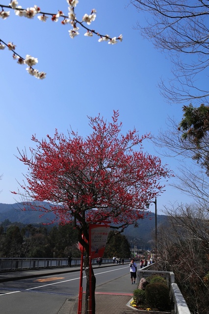 5D3_6963_2048x1365_補正済.jpg