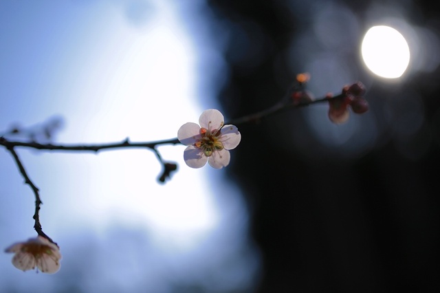 5D3_7109_2048x1365_補正済.jpg