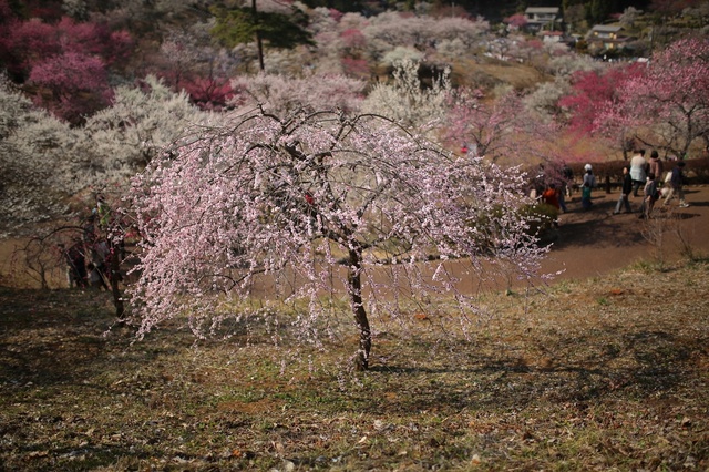 5D3_7152_2048x1365_補正済.jpg