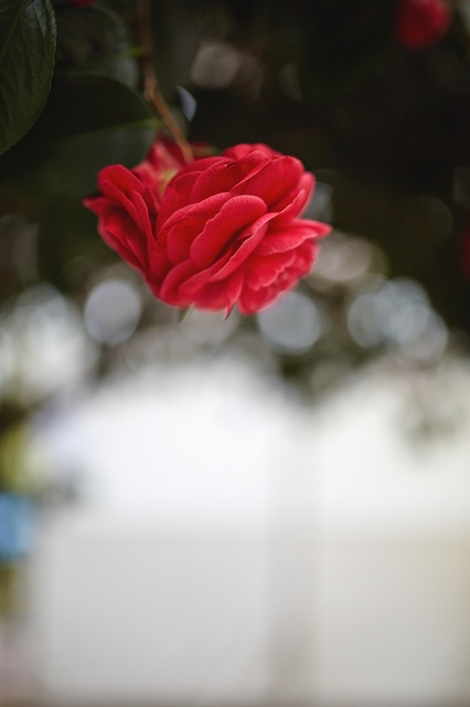 5D3_9163_2048x1365_補正済.jpg