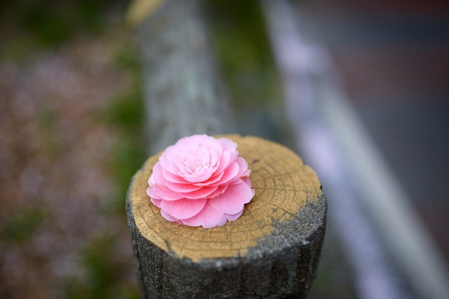 5D3_9175_2048x1365_補正済.jpg