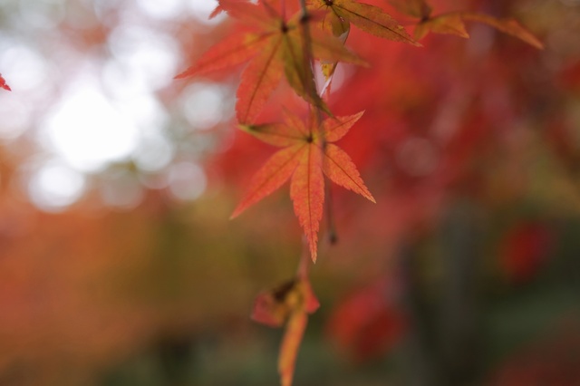 9S0A1399_2048x1365_補正済.jpg