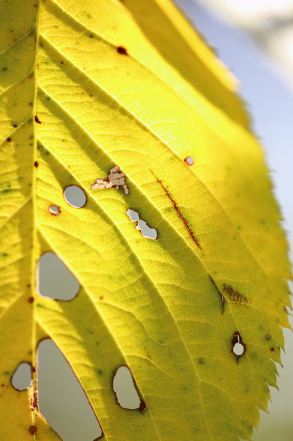 9S0A4694_1280x853.JPG