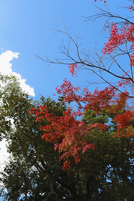 9S0A9624_2048x1365_補正済.jpg