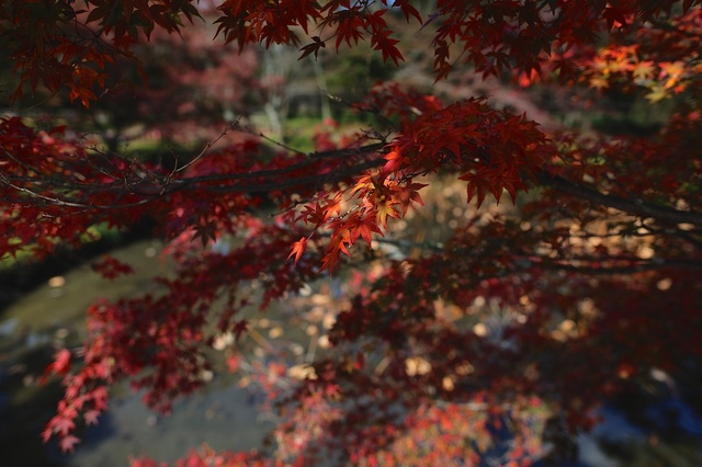 9S0A9627_2048x1365_補正済.jpg
