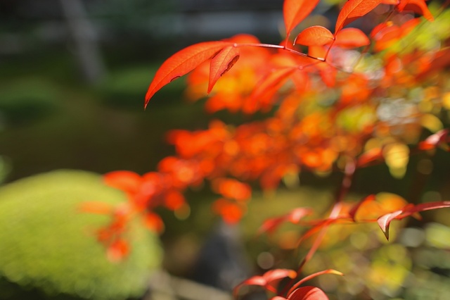 9S0A9725_2048x1365_補正済.jpg