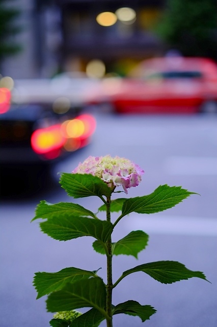 DSCF1927_1280x853_補正済.jpg