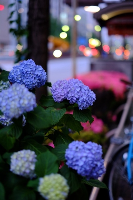DSCF1929_1280x853_補正済.jpg