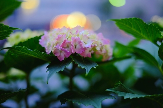 DSCF1937_1280x853_補正済.jpg