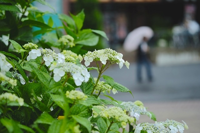 DSCF2466_1280x853_補正済.jpg