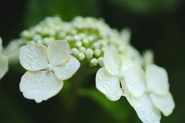 DSCF2489_1280x853_補正済.jpg