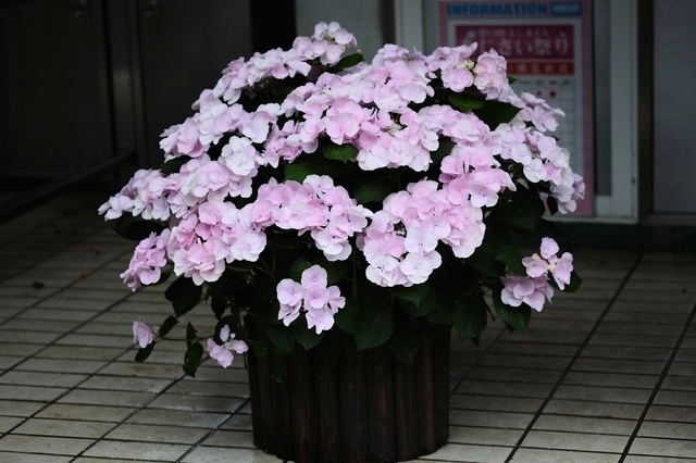 DSCF2502_1280x853_補正済.jpg