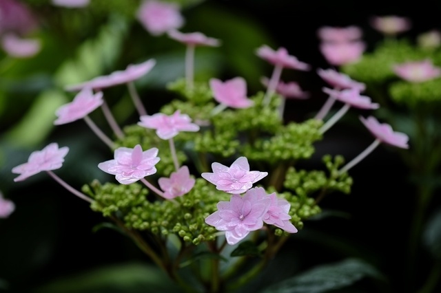 DSCF2554_1280x853_補正済.jpg