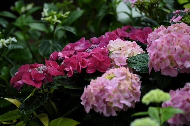 DSCF2557_1280x853_補正済.jpg