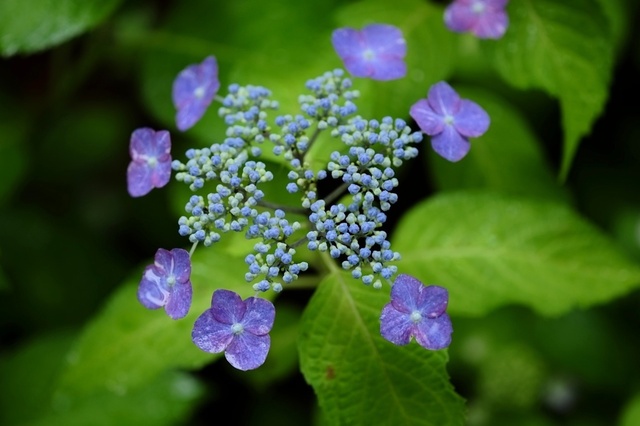 DSCF2560_1280x853_補正済.jpg