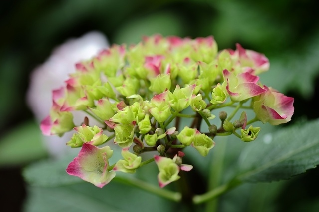 DSCF2698_1280x853_補正済.jpg