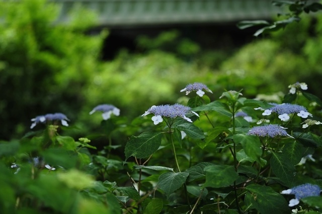 DSCF2720_1280x853_補正済.jpg