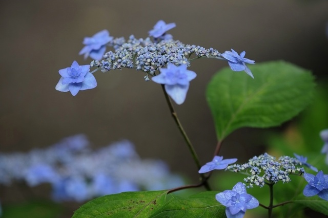 DSCF2732_1280x853_補正済.jpg