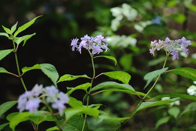 DSCF2734_1280x853_補正済.jpg