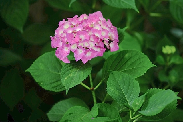 DSCF2783_1280x853_補正済.jpg