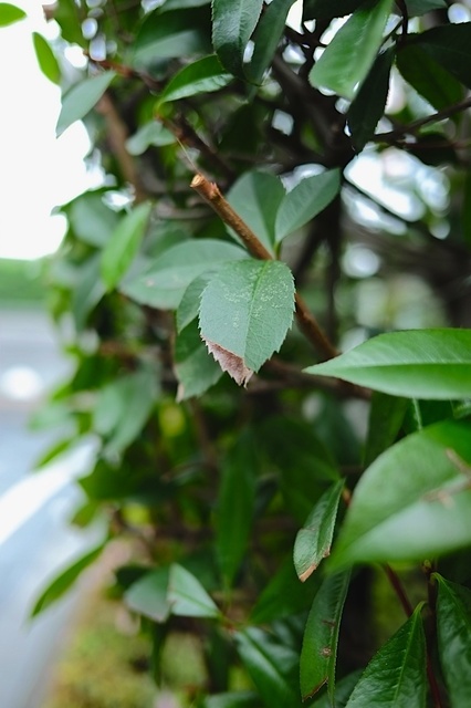 DSCF2890_1280x853_補正済.jpg