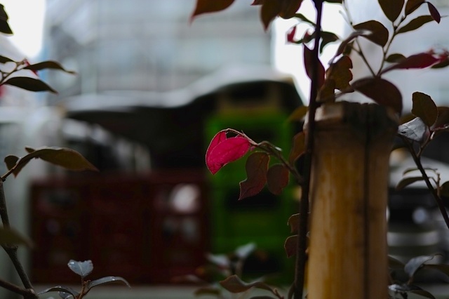 DSCF2934_1280x853_補正済.jpg