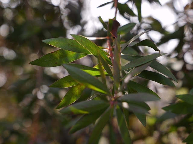 E3065385_1280x960_補正済.jpg