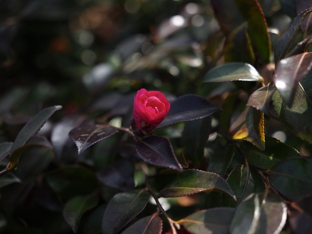 E3065405_1280x960_補正済.jpg