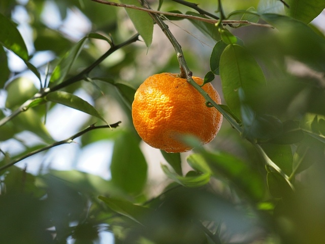 E3065413_1280x960_補正済.jpg
