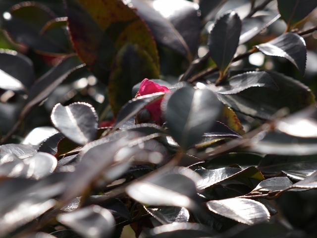 E3065449_1280x960_補正済.jpg