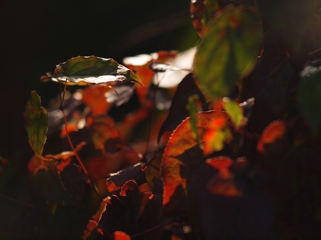 E3065522_1280x960_補正済.jpg