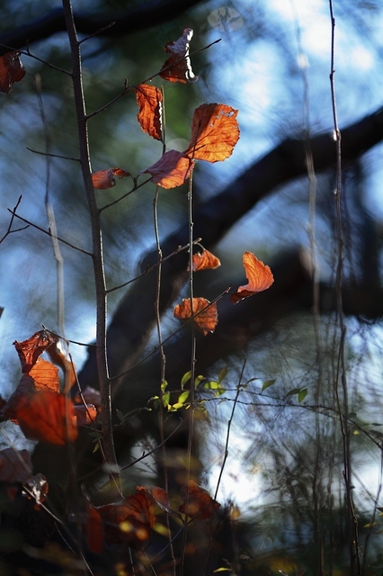 IMG_8228_1280x853_補正済.jpg