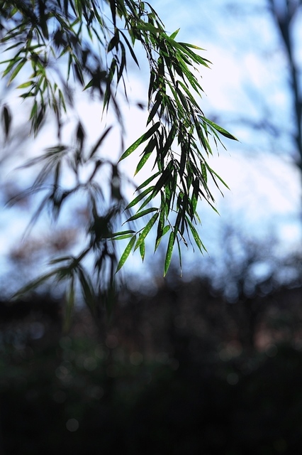IMG_8242_1280x853_補正済.jpg
