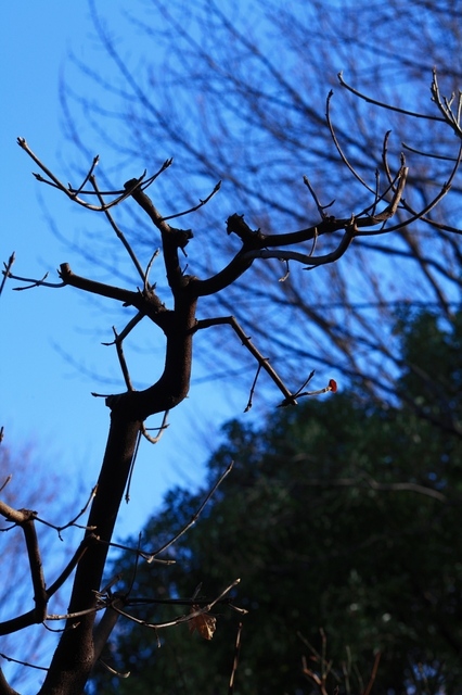 IMG_8247_1280x853_補正済.jpg