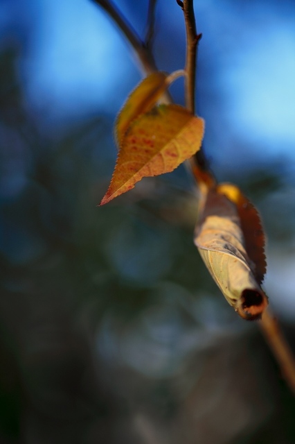 IMG_8262_1280x853_補正済.jpg