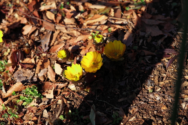 IMG_8655_1280x853.JPG