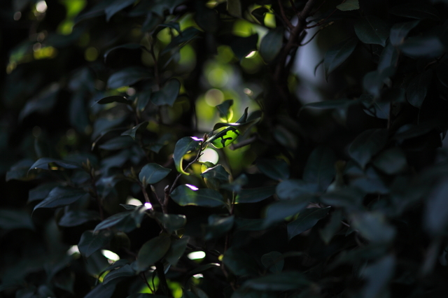 IMG_8665_1280x853.JPG