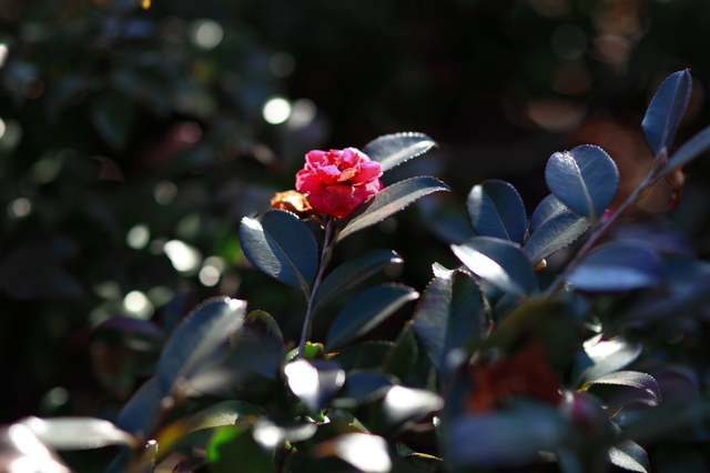 IMG_8675_1280x853.JPG