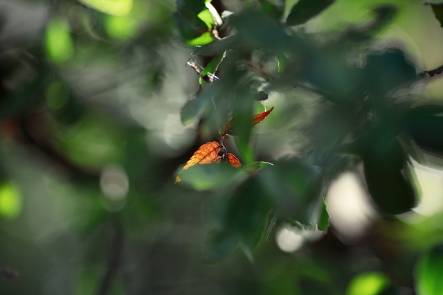 IMG_8686_1280x853.JPG