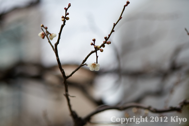 IMG_8932.jpg