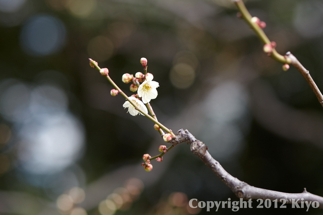 IMG_8941.jpg