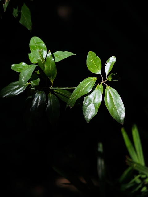 M3058899_2048x1536_補正済.jpg