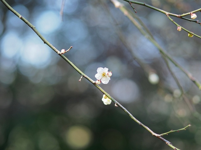 M3058911_2048x1536_補正済.jpg