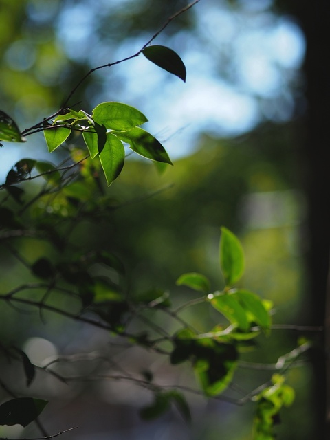 M3058916_2048x1536_補正済.jpg